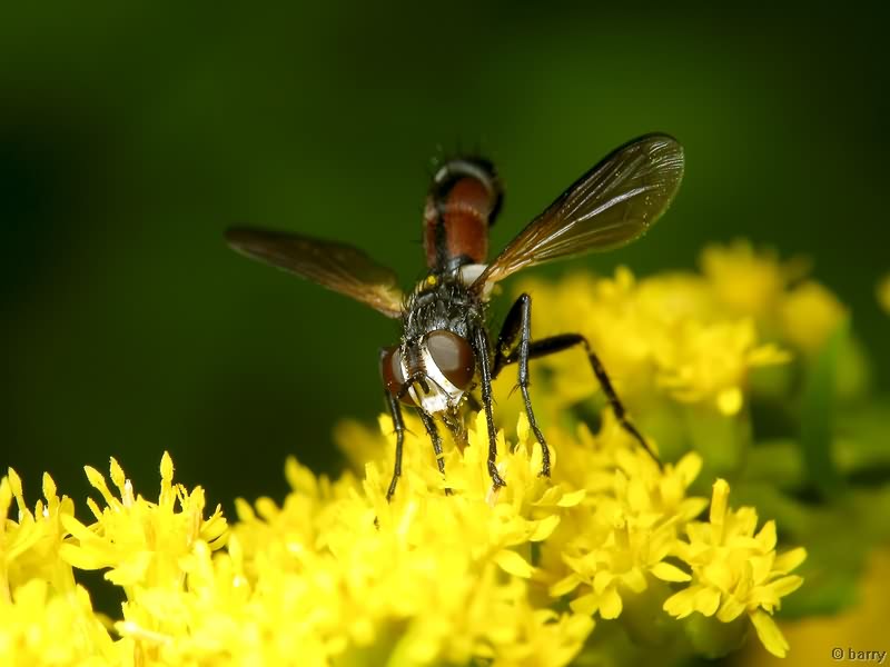 Cylindromyia auriceps